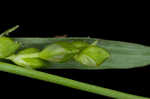 Broadleaf sedge